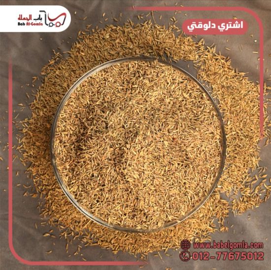 صورة كمون حصي بلدي